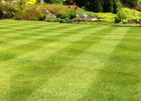 Cost of Commercial Grass Cutting in Arvada