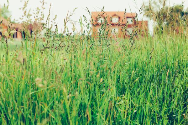 Tall Grass Cutting in Arvada