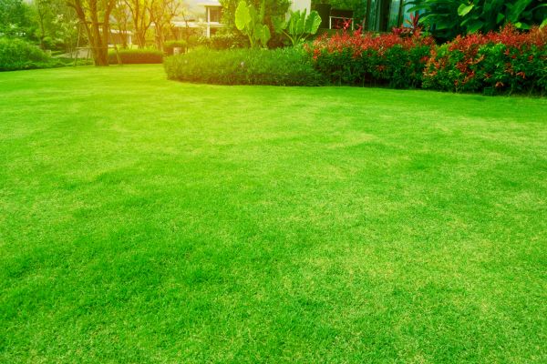 Grass Maintenance in Arvada
