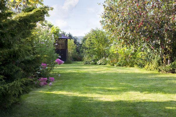 Yard Upkeep Service in Arvada
