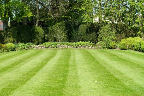 Grass Care Service in Arvada