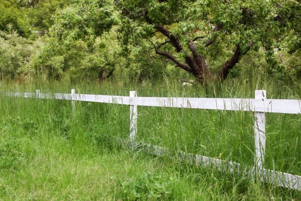 Fence Line Trimming in Arvada
