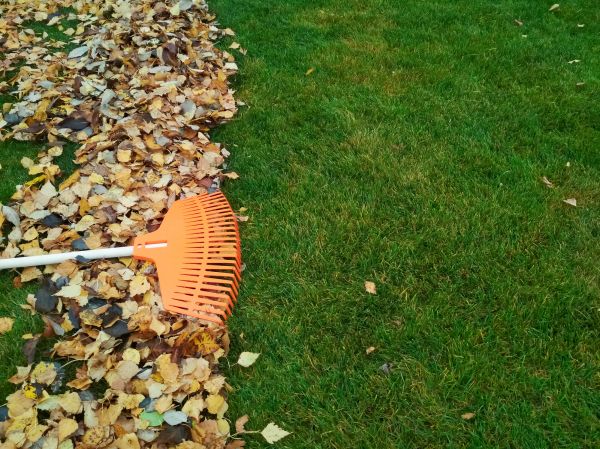 Fall Lawn Care in Arvada